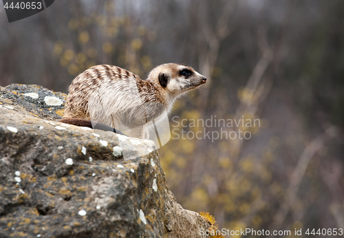 Image of suricate