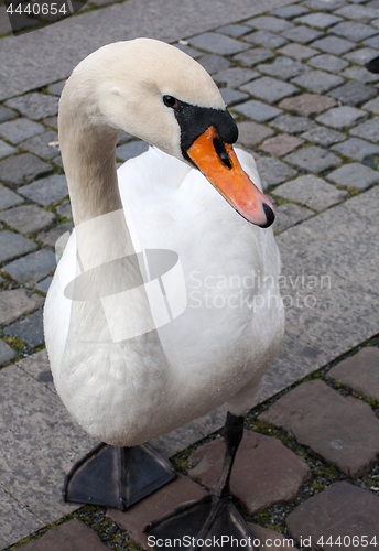 Image of swan