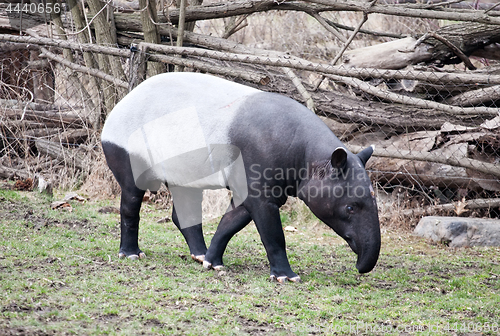 Image of tapir