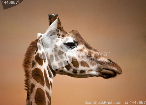 Image of giraffe head