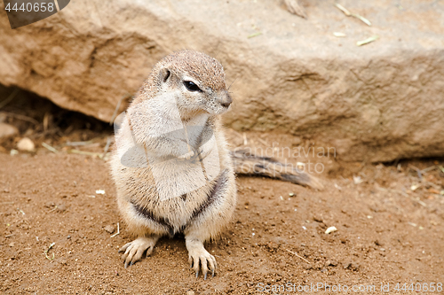 Image of gopher