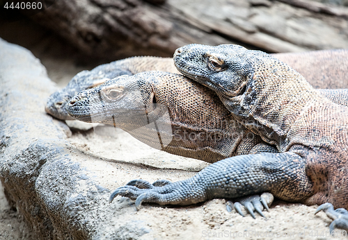 Image of monitor lizards closeup