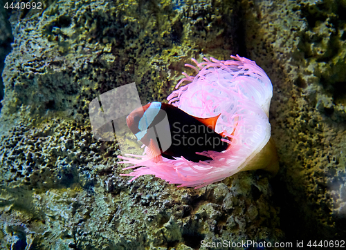 Image of clown fish swimming in the corrals