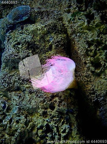 Image of pink sea anemone