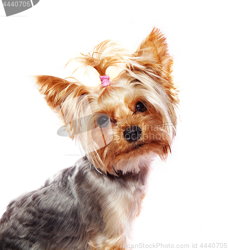 Image of Yorkshire terrier isolated on white