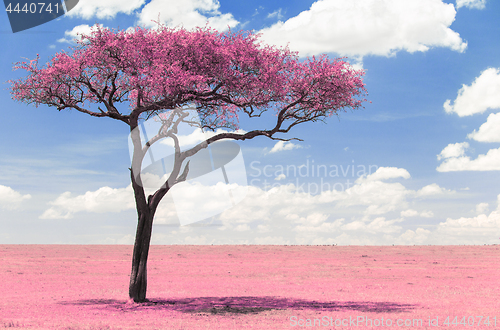 Image of pink acacia tree in savanna with infrared effect