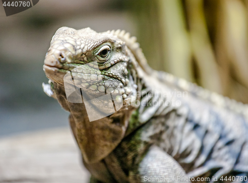 Image of iguana