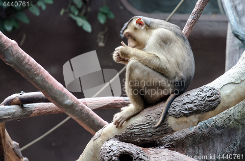 Image of sitting monkey