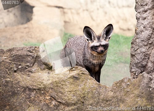 Image of bat-eared fox