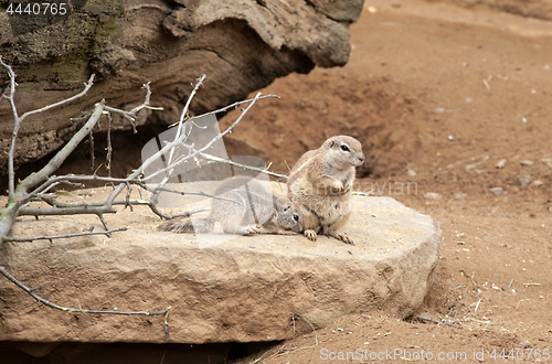 Image of gophers