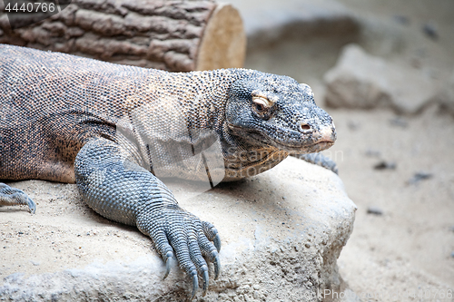 Image of monitor lizard