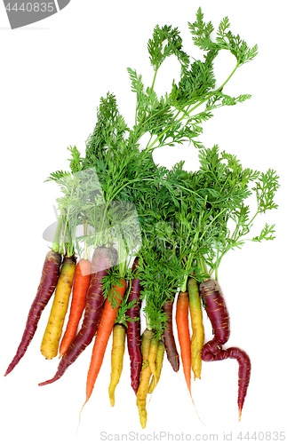 Image of Fresh Colorful Carrots