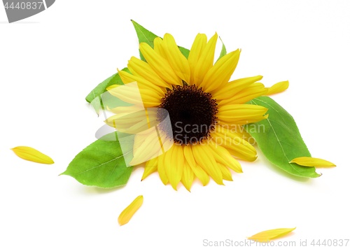 Image of Sunflower and Petals