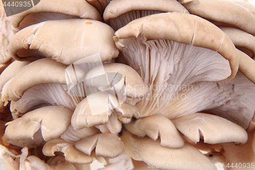 Image of oyster mushroom background