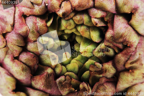 Image of fresh artichoke texture