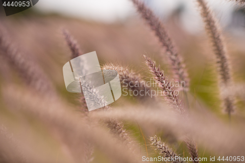 Image of Alpine meadow