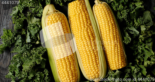 Image of Ripe corncobs on green salad leaves