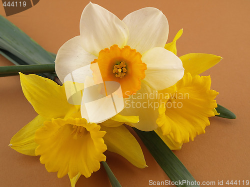 Image of Daffodils on Brown Background