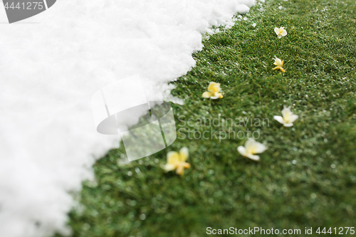 Image of Meeting snow on green grass close up - between winter and spring concept background