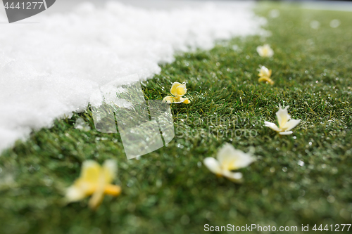 Image of Meeting snow on green grass close up - between winter and spring concept background