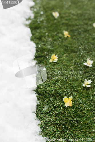 Image of Meeting snow on green grass close up - between winter and spring concept background