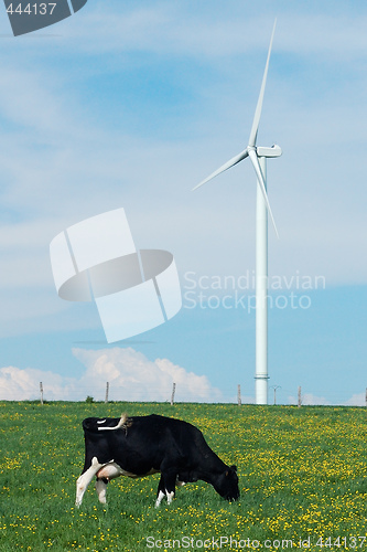 Image of cow eating near a windturbine