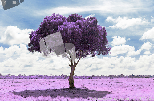 Image of purple acacia tree in savanna with infrared effect