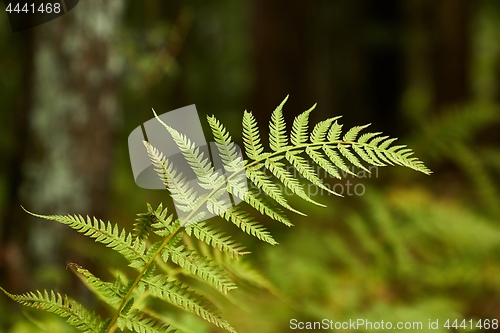 Image of Fern leaves background
