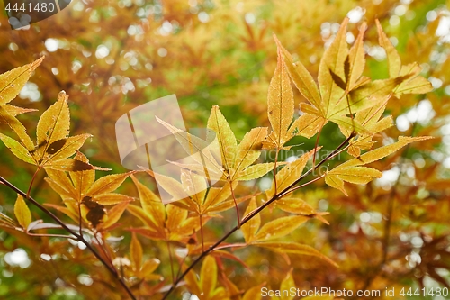 Image of Autumn tree leaves