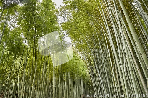 Image of Kyoto Bamboo Forest