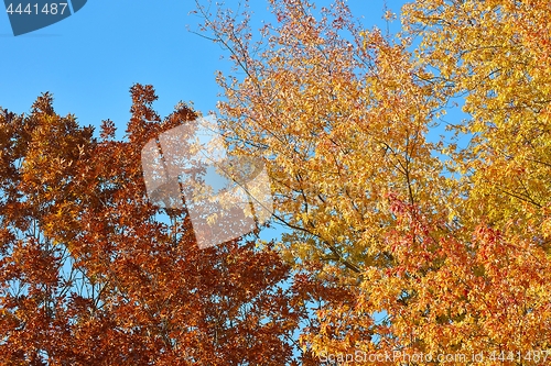 Image of Autumn tree leaves