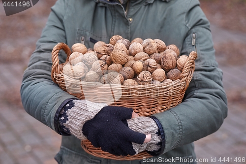 Image of Collecting walnuts in a basket