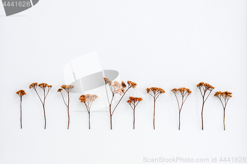 Image of Dry umbrella plants on white canvas