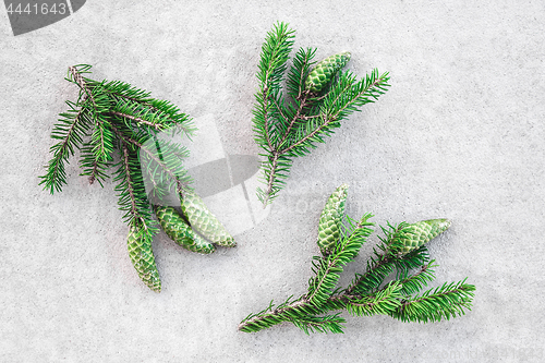 Image of Green fir branches with cones