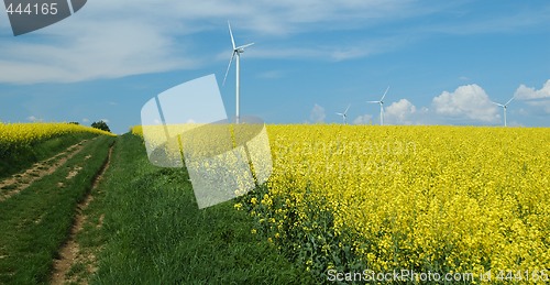 Image of farm of windturbines close to rape field