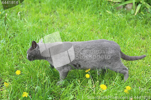 Image of Grey Cat