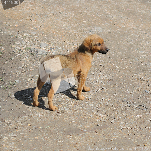 Image of Stray Dog