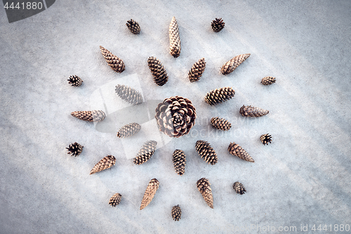 Image of Collection of cones from fir and pine trees