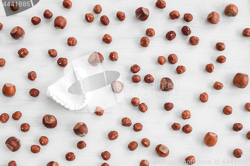 Image of Dental teeth mold and hazelnuts on white background