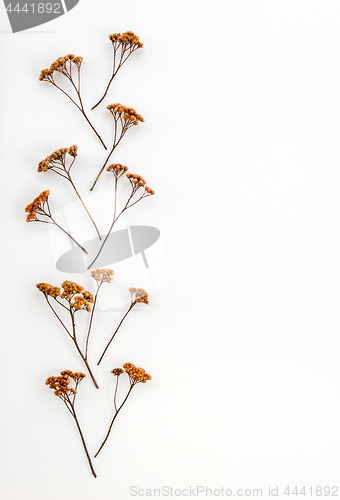 Image of Ornament made of dry umbrella plants