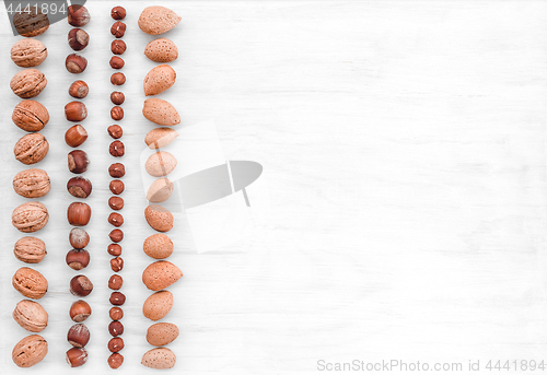 Image of Rows of hazelnuts, almonds and walnuts on white background
