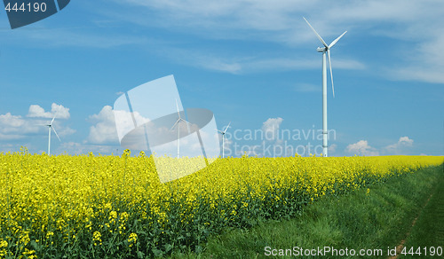 Image of farm of windturbines close to rape field