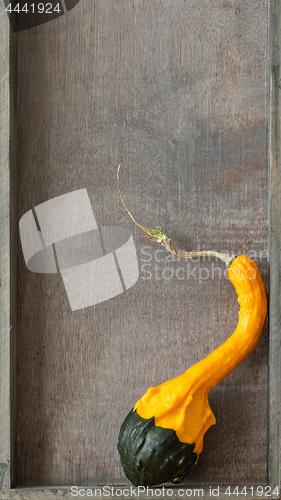 Image of a special pumpkin on wooden background
