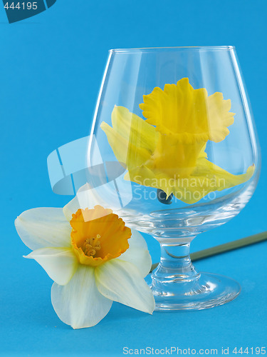 Image of Daffodils Behind Glass