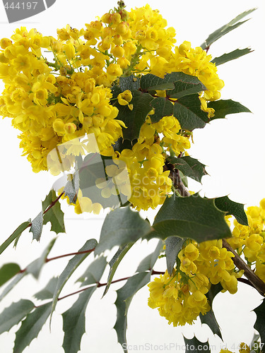 Image of Mahonia Blossom