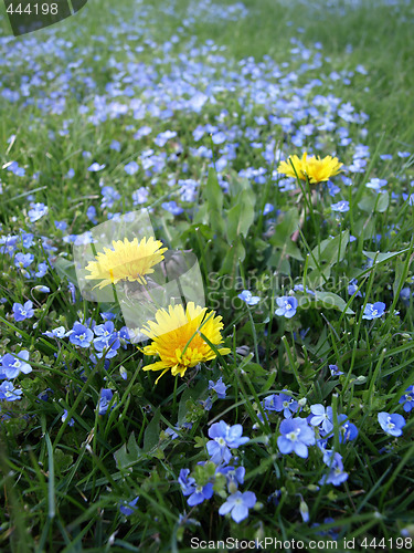Image of Dandelions and Forget Me Nots