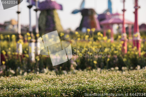 Image of Dubai miracle garden