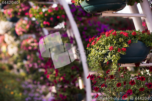 Image of Dubai miracle garden