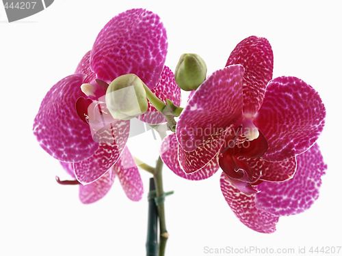 Image of Phalaenopsis Orchid Bloom