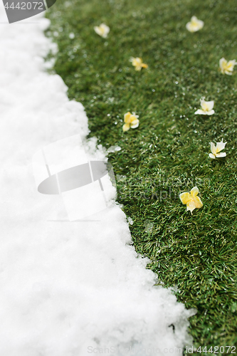 Image of Meeting snow on green grass close up - between winter and spring concept background